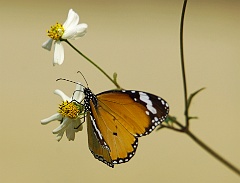 Schmetterling