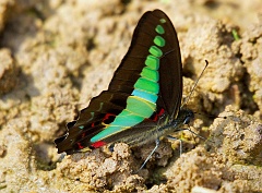 Schmetterling