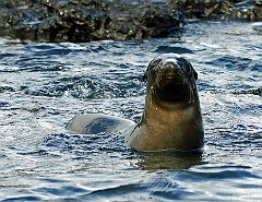 Seelöwe  Ganz nah kamen wir den Seelöwen auf den Galapagos -Inseln. Toma traute sich sogar in das "Babyschwimmbecken" der Tiere, einem im flachen Wasser durch Steine begrenzten Strandabschnitt. Als sie aber an den Beinen von ihnen berührt wurde, wahrscheinlich eine Aufforderung zum Spielen, ergriff sie doch schnell die Flucht. Am Strand konnten wir uns bis auf eine Armlänge den Seelöwen nähern, ohne dass sie die Flucht ergriffen. Das Alphatier war gerade im Wasser und verscheuchte einen Hai, der sich in der Bucht nach Nahrung umschaute. Die gewaltigen Sprünge und kraftvollen Bewegungen des Männchen flößten mächtigen Respekt ein.