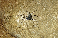 Höhlenspinne  Spinne in einer Höhle auf der indonesischen Insel Flores. Wie uns der Höhlenguide versicherte, kommt diese Spinne nur auf dieser Insel und nur in dieser Höhle vor. Ein somit sehr seltenes endemisches Exemplar.