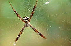 Spinne  Auch diese Spinne lief uns im Norden von Laos in einer Bungalowanlage über den Weg. Spinnen kann man ja überall auf der Welt beobachten, nur ist es für manche nicht sonderlich angenehm, sondern unheimlich.