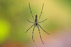 Nephila inaurata - Seidenspinnen  Vorkommen auf Madagaskar, den Seychellen und Südafrika - überall haben wir sie gesehen.  Die Paarung bei Nephila inaurata steht in engem Zusammenhang mit der Ernährung. Das Männchen beginnt mit der Paarung, wenn das Weibchen ein Beutetier verspeist. (Damit es selbst nicht verspeist wird.) Die Paarungsansätze bei dem Männchen sind sehr langsam. Wenn das Männchen die Nähe des Weibchens erreicht hat, hält das Männchen in seinen Bewegungen inne, manchmal berührt das Männchen zaghaft die Beine des Weibchens. Dann krabbelt das Männchen unter den Bauch des Weibchens und führt seine Bulben abwechselnd in die Epigyne (äußeres weibliches Geschlechtsorgan) des Weibchens ein und injiziert das Sperma. Wird das Männchen bei der Kopulation gestört, dann eilt das Männchen schnell auf die gegenüberliegende Seite bis zur Spitze des Netzes. Die Dauer der Paarung ist sehr unterschiedlich. Kleinere Männchen begatten in der Regel länger als größere Männchen. Nach der Paarung produziert das Weibchen nur einen flauschig gelblich gefärbten Eikokon pro Saison mit einem Durchschnitt von 400 bis 1.500 Eiern mit einem Gewicht von insgesamt 1,2 Gramm. Dieser Eikokon wird nur in der Nacht an einen Stamm eines Baumes oder an die Unterseite eines Blattes befestigt. Die Entwicklungszeit (Ei und embryonale Periode) ist ziemlich lang, oft dauert die Entwicklungsphase mehrere Wochen.