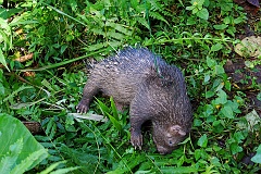 Totes Stachelschwein auf Bali  Dieses tote Stachelschwein fanden wir gleich zu Beginn unserer Wanderung durch den Regenwald auf Bali. Unser Guide informierte den Bauern, der am Rande des Waldes seine Hütte hatte. Als er das tote Stachelschwein sah, war er entzückt über den Fang und die unerwartete Fleischmahlzeit, die das Tier für ihn bedeutete.