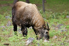 Takin in Bhutan  Die Stellung der Takine in der Systematik der Ziegenartigen ist rätselhaft. Aufgrund eines ähnlich massiven Körperbaus und gewisser Übereinstimmungen im Bau des Schädels wird manchmal der Moschusochse als ihr nächster Verwandter betrachtet. Aufgrund dessen wurden beide Taxa ursprünglich in der Tribus der Ovibovini zusammengefasst. Untersuchungen der mitochondrialen DNA sprechen jedoch dafür, dass die Takine näher mit den Schafen verwandt sind und dass ihre Ähnlichkeit mit dem Moschusochsen ein Beispiel konvergenter Evolution darstellt.