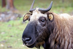 Takin  Takin im Park von Thimphu