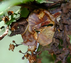 Blattschwanzgecko  Diesen Blattschwanzgecko sahen wir in einem Nationalpark von Madagaskar. Es ist ein Tier auf dem Bild zu sehen, auch wenn ich es verzweifelt im Sucher der Kamera gesucht habe und nicht gefunden habe und nicht wusste, was ich eigentlich fokussieren muss. Wie der Guide ihn entdeckt hat, bleibt mir immer noch ein Rätsel.