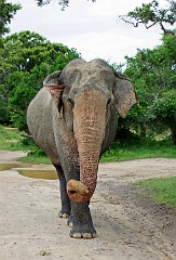 Indischer Elefant