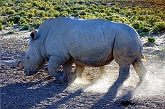 Nashörner Mutter mit Kind  In Tansania gelang es uns zwar ein Nashorn zu sehen (im Ngorongoro Krater), aber nicht zu fotografieren, da es zu weit entfernt war. In Südafrika ist die Populationsdichte der Nashörner wesentlich größer und es gibt in einigen Parks Aufzuchtprogramme. Das Bild entstand in einem privaten Park.