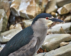 Night heron  Nachtreiher