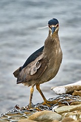 Night heron  Nachtreiher