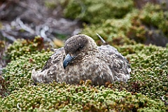 Skua