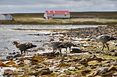 Magellangans upland-goose