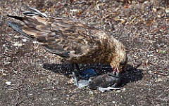 Skua frisst Kormoran