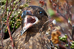 Skua auf ihrem Nest