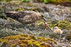 Skua füttert Junges