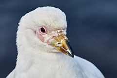 Weißgesicht-Scheidenschnabel