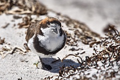 Plover Regenpfeifer