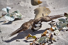 Plover Regenpfeifer