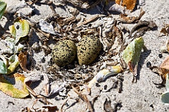 Plover Regenpfeifer - Nest