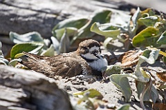 Plover Regenpfeifer auf dem Nest