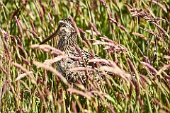 Regenbrachvogel