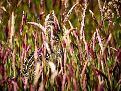 Regenbrachvogel