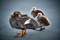 Falkland-Dampfschiffente  Steamer-duck