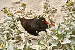 Austernfischer Oyster catcher