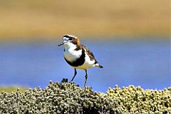 Plover Regenpfeifer