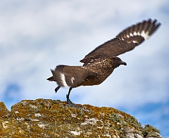 Skua