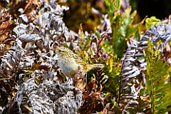 Grass Wren