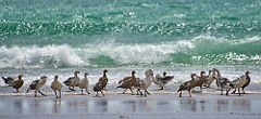 Magellangans upland-goose
