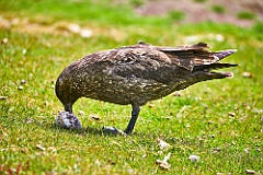 Skua