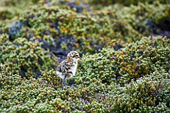 Plover Regenpfeifer Küken