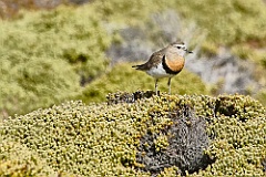 Plover Regenpfeifer