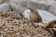 Cobb's Wren Cobb's Zaunkönig