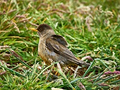 Patagoniendrossel