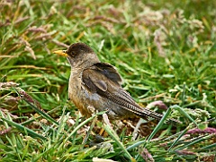 Patagoniendrossel