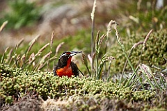 Langschwanz-Soldatenstärling Long-tailed meadowlark