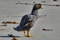 Falkland-Dampfschiffente  Steamer-duck