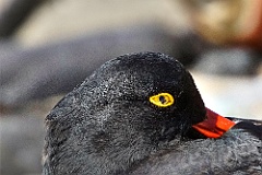 Austernfischer Oyster catcher