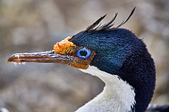 <br>King Cormorant - Blauaugenscharbe