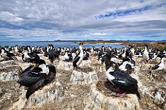 Falkland 99 5876