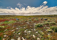 Bleaker Island