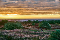 Sea Lion Island