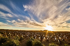 <br>Landschaft / Landscape<br>-----------------------------<br> <br>Bleaker,<br>Sea Lion,<br>Pebble,<br>Carcas Island,<br>Stanley