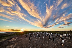 Sea Lion Island