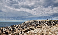 Pebble Island