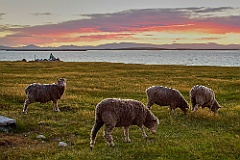 Pebble Island