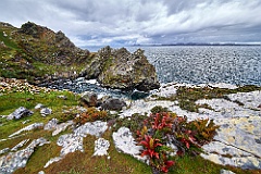 East Falkland - Rockhopper colonie